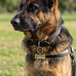 Chapa personalizada para perro hueso | CHAHUE